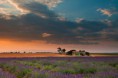 /album/galerie-photos/a9328418973-valensole-et-ses-couleurs-de-provence-p-jpg/