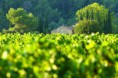 /album/galerie-photos/vins-provence-jpg/